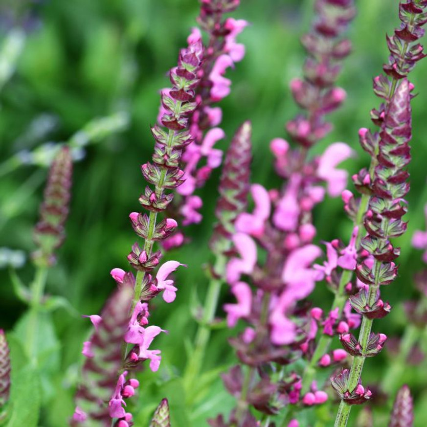 Salvia nemorosa - Rózsaszínű zsálya