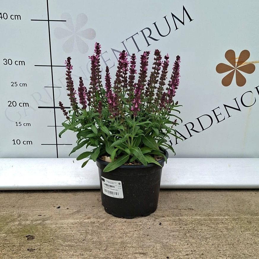 Salvia nemorosa - Rózsaszínű zsálya Salvia nemorosa - Rózsaszínű zsálya