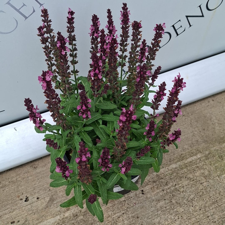 Salvia nemorosa - Rózsaszínű zsálya Salvia nemorosa - Rózsaszínű zsálya