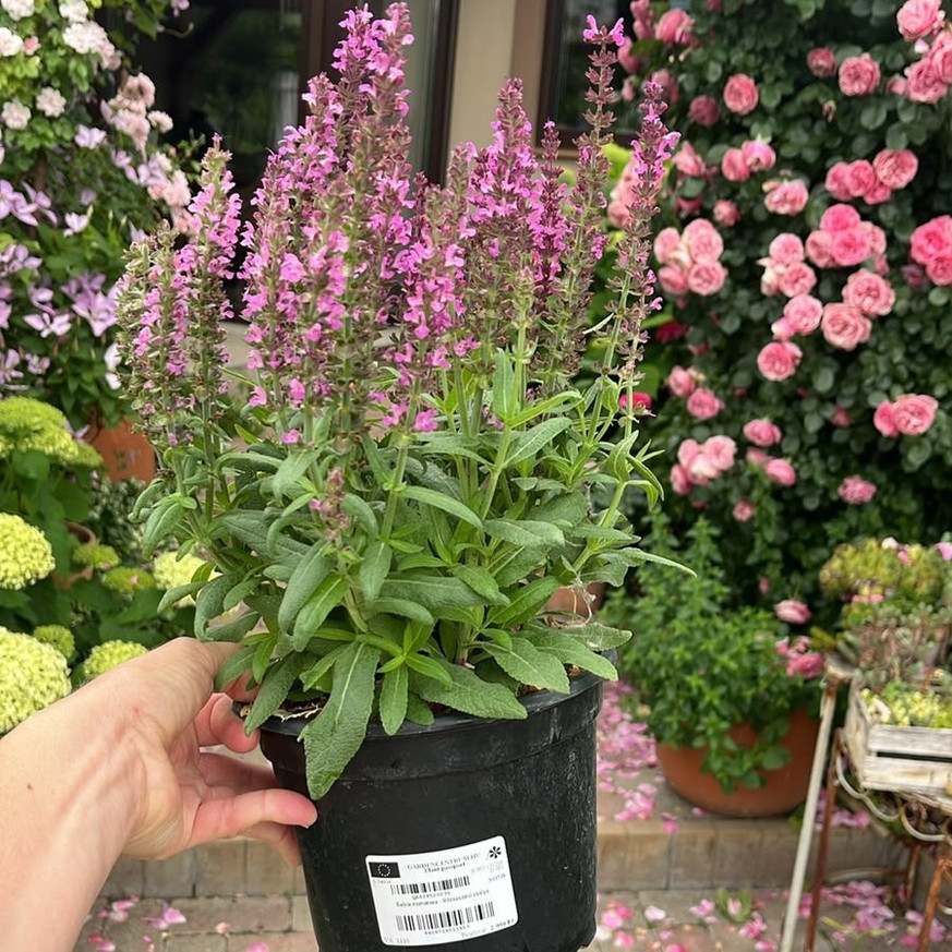 Salvia nemorosa - Rózsaszínű zsálya Salvia nemorosa - Rózsaszínű zsálya