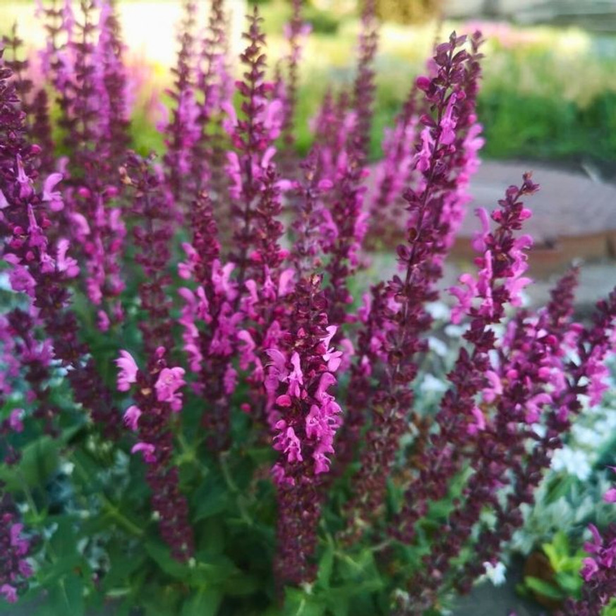 Salvia nemorosa - Rózsaszínű zsálya Salvia nemorosa - Rózsaszínű zsálya
