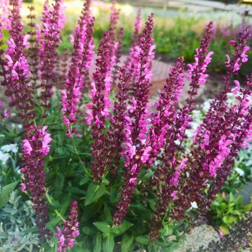 Salvia nemorosa - Rózsaszínű zsálya Salvia nemorosa - Rózsaszínű zsálya