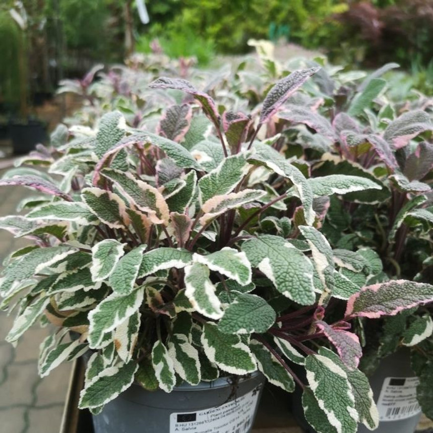 Salvia officinalis - Tarka levelű orvosi zsálya Salvia officinalis - Tarka levelű orvosi zsálya