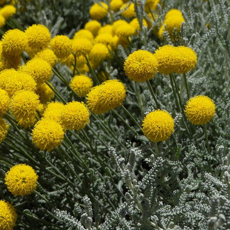 Santolina chamaecyparissus - Hamvas cipruska