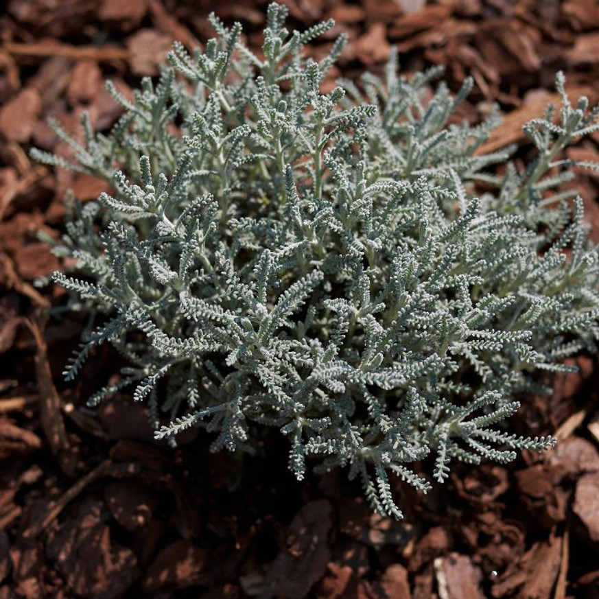 Santolina chamaecyparissus - Hamvas cipruska