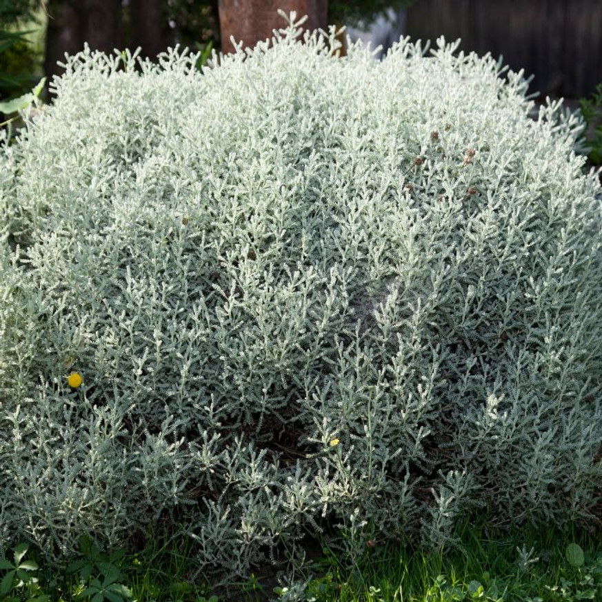 Santolina chamaecyparissus - Hamvas cipruska