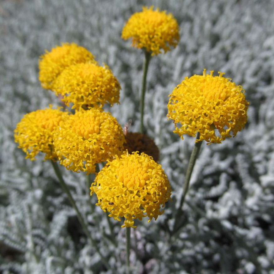 Santolina chamaecyparissus - Hamvas cipruska