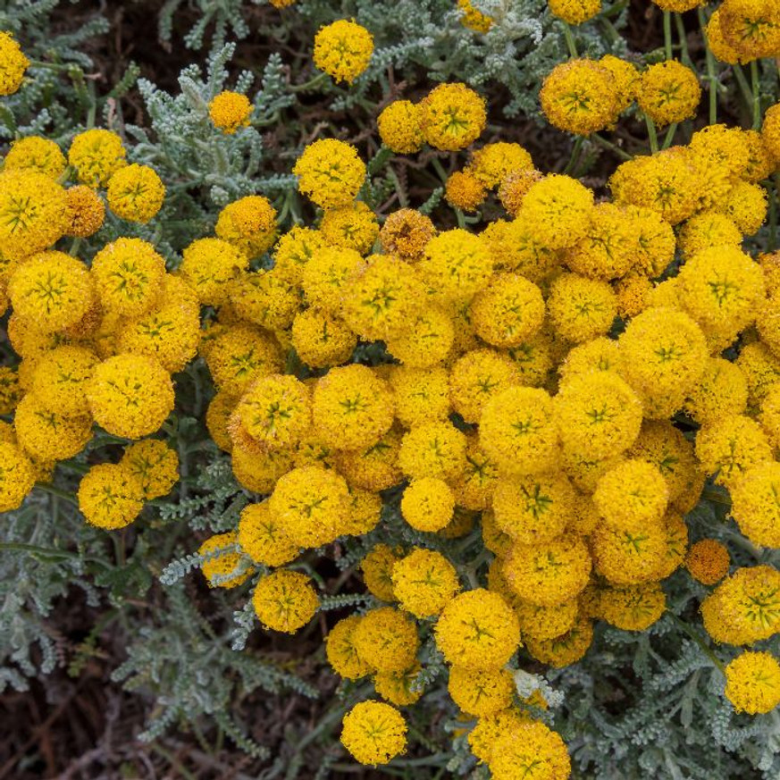 Santolina chamaecyparissus - Hamvas cipruska