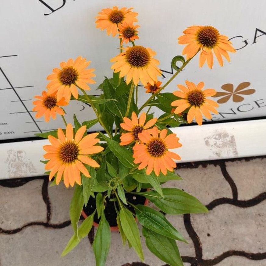 Echinacea sp. - Sárga kasvirág