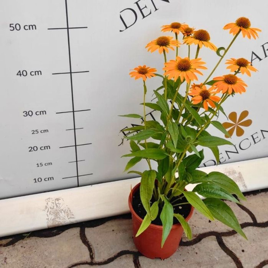 Echinacea sp. - Sárga kasvirág
