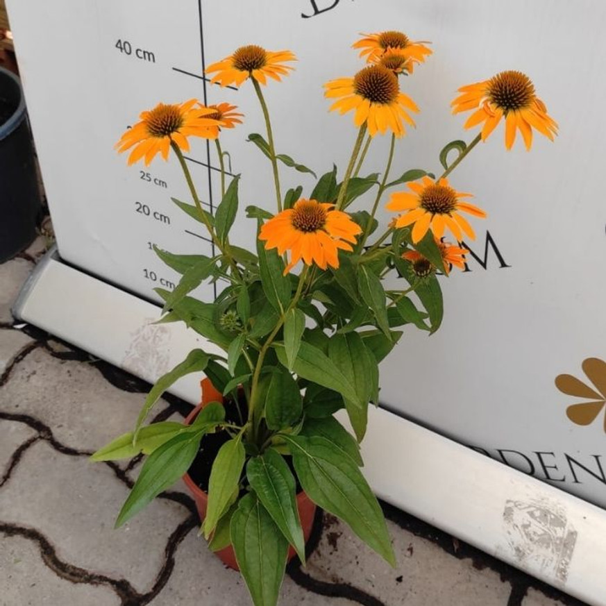 Echinacea sp. - Sárga kasvirág