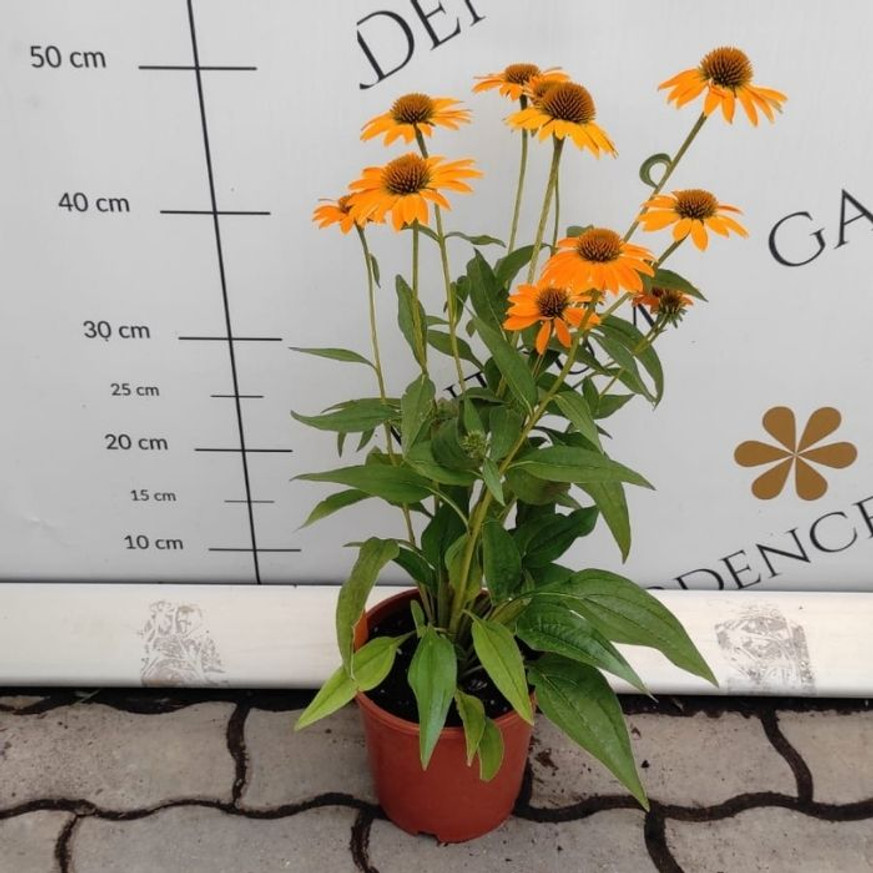 Echinacea sp. - Sárga kasvirág