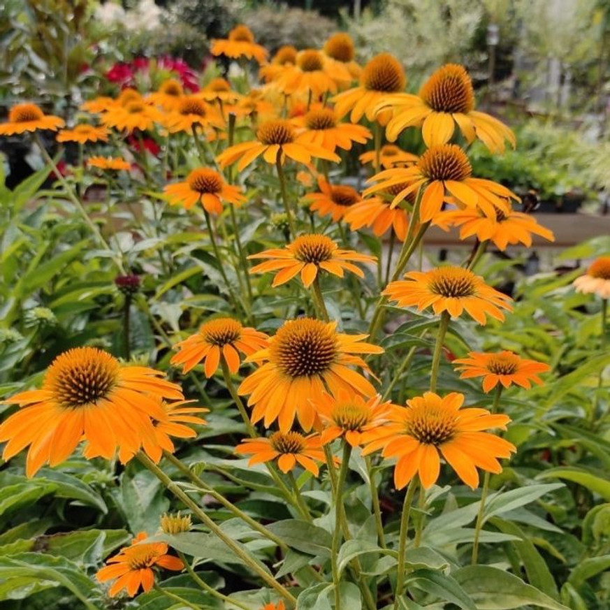Echinacea sp. - Sárga kasvirág