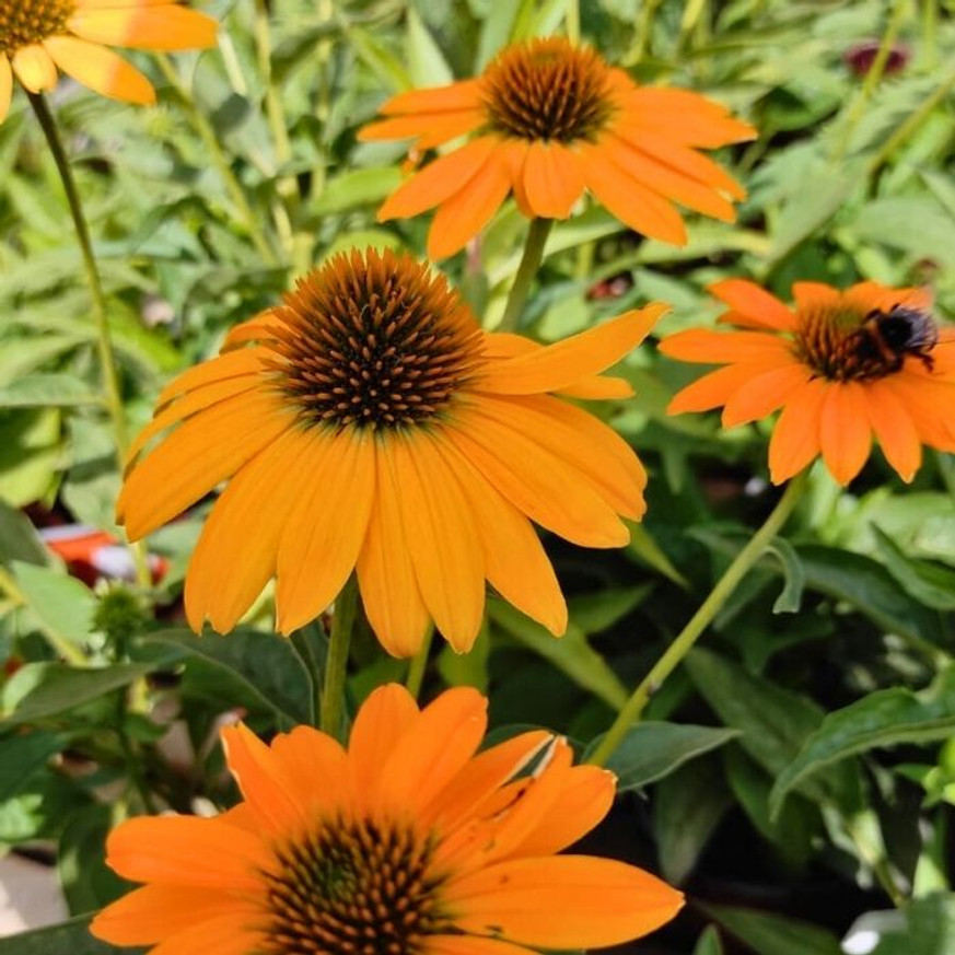 Echinacea sp. - Sárga kasvirág