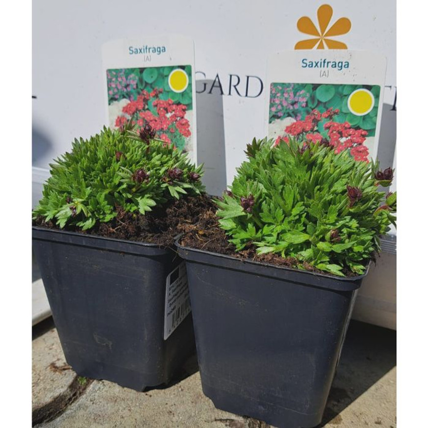 Saxifraga arendsii CS9 - Bordó mohalevelű kőtörőfű
