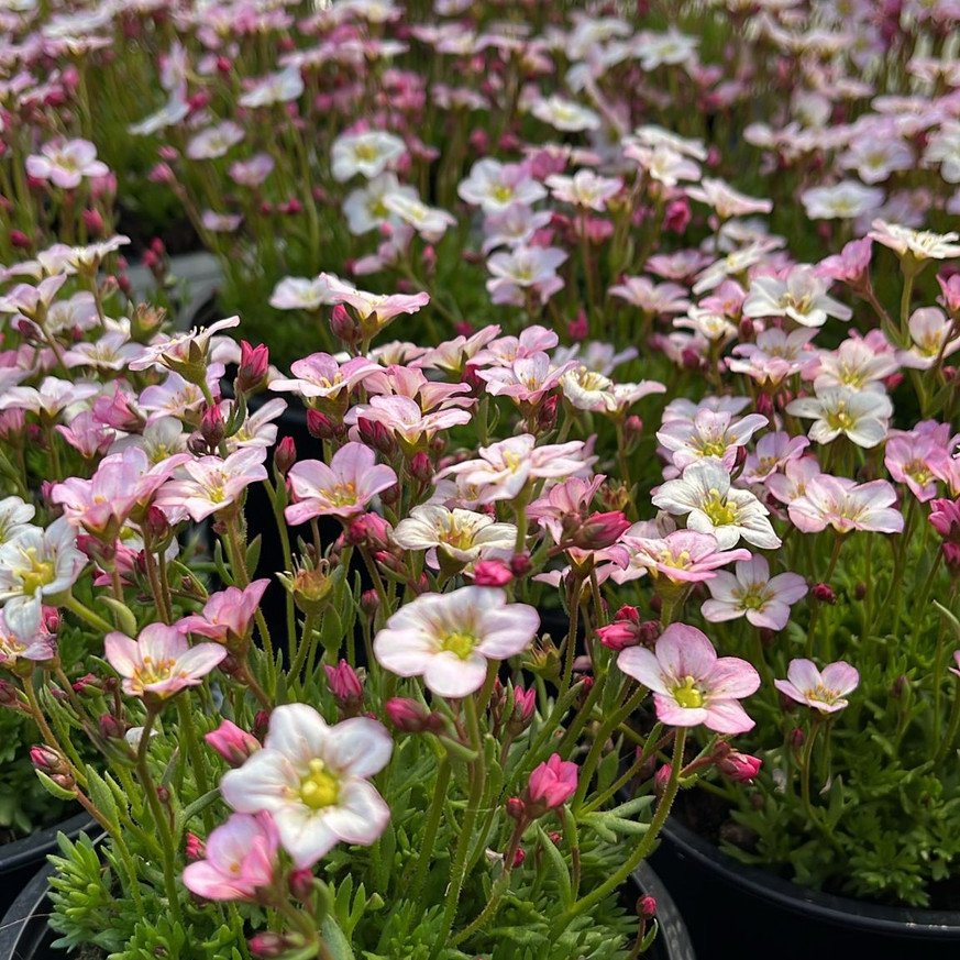 Saxifraga arendsii CS9 - Rózsaszín mohalevelű kőtörőfű