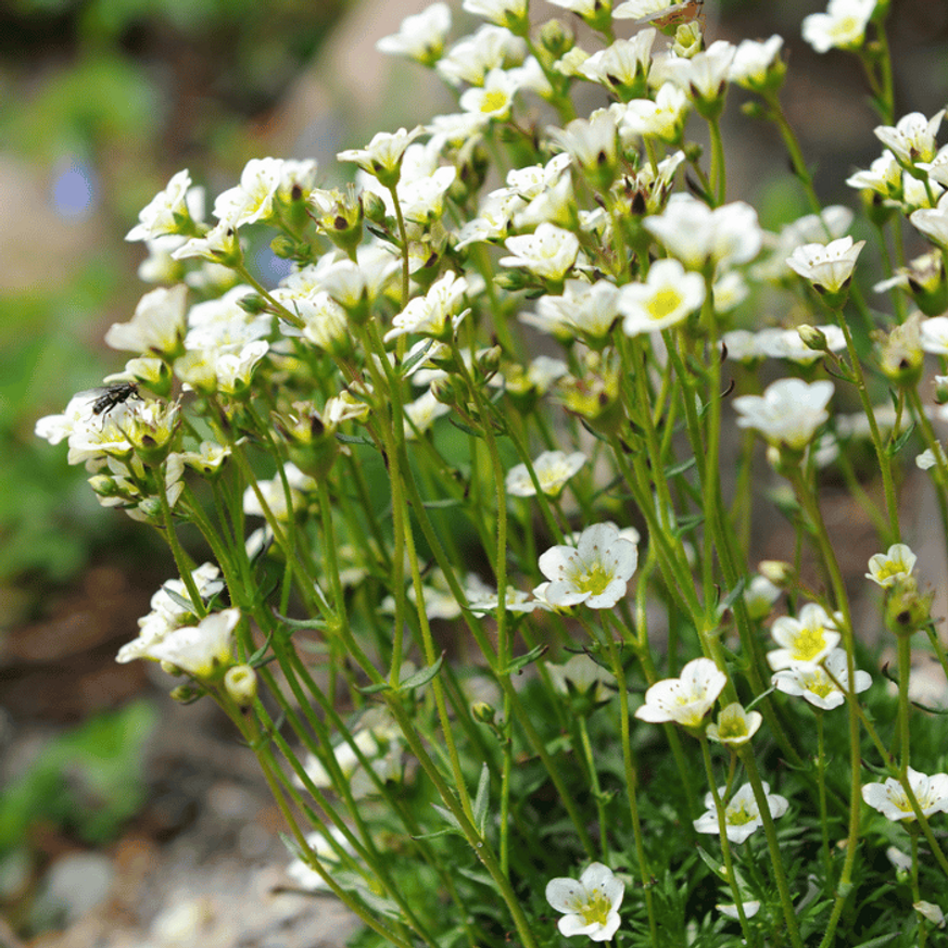 Saxifraga arendsii CS9 - Fehér mohalevelű kőtörőfű