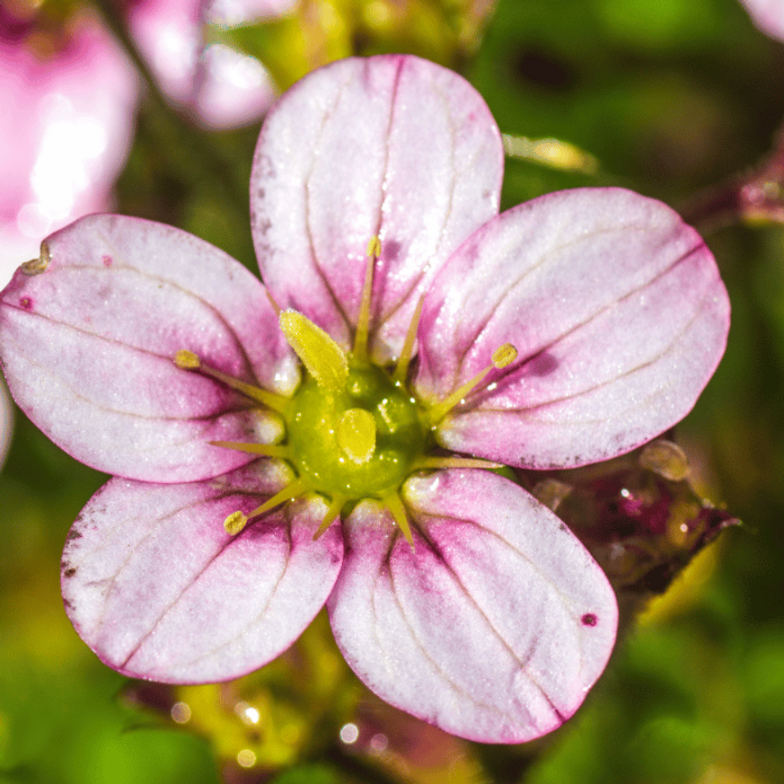 Saxifraga arendsii CS9 - Rózsaszín mohalevelű kőtörőfű