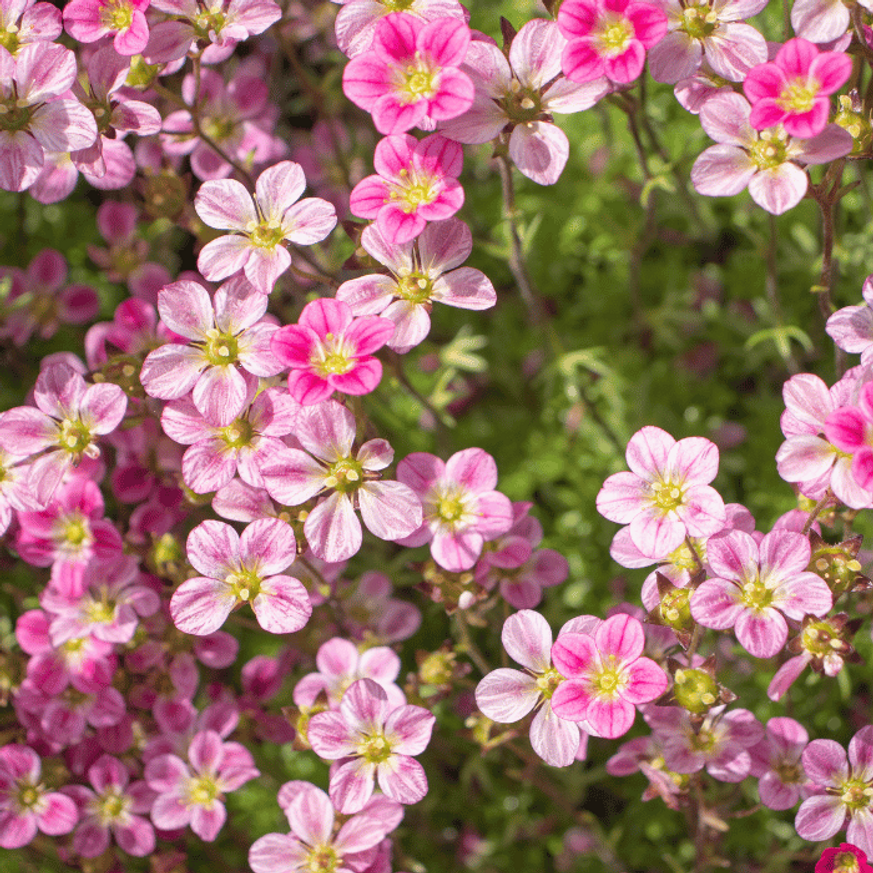 Saxifraga arendsii CS9 - Rózsaszín mohalevelű kőtörőfű