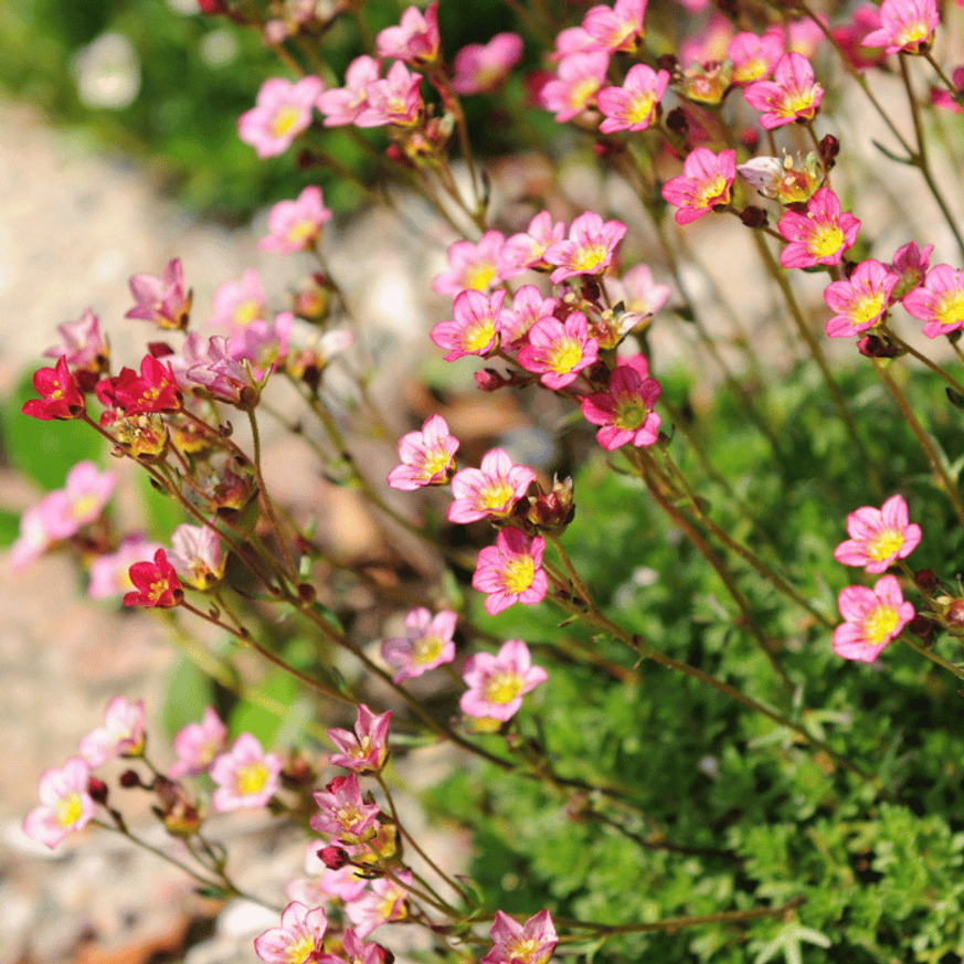 Saxifraga arendsii CS9 - Rózsaszín mohalevelű kőtörőfű