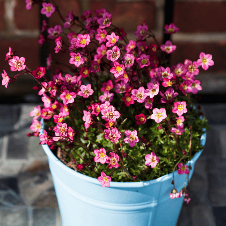 Saxifraga arendsii CS9 - Rózsaszín mohalevelű kőtörőfű