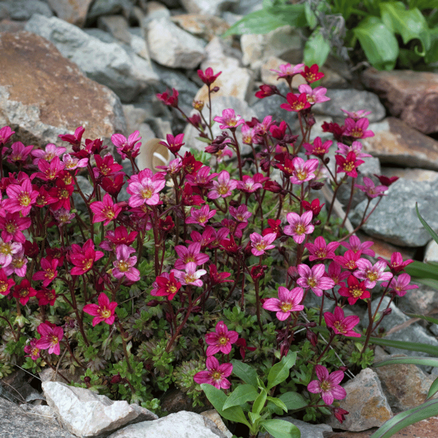 Saxifraga arendsii CS9 - Bordó mohalevelű kőtörőfű