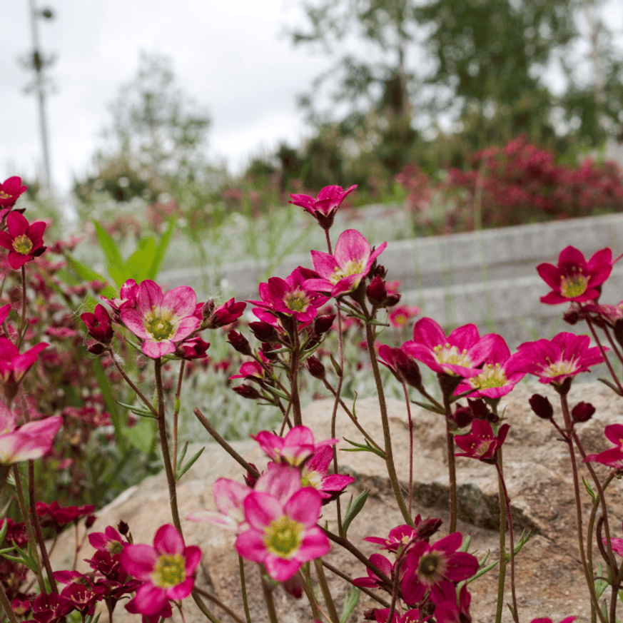 Saxifraga arendsii CS9 - Bordó mohalevelű kőtörőfű