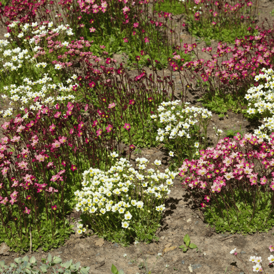 Saxifraga arendsii CS9 - Bordó mohalevelű kőtörőfű