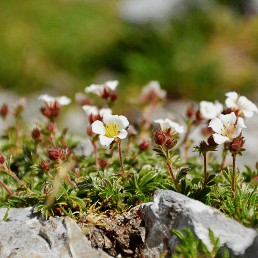 Saxifraga arendsii CS9 - Fehér mohalevelű kőtörőfű Saxifraga arendsii CS9 - Fehér mohalevelű kőtörőfű