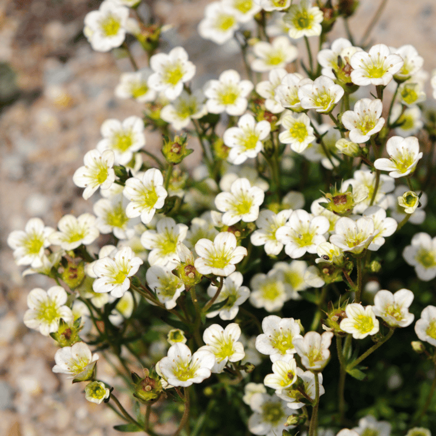 Saxifraga arendsii CS9 - Fehér mohalevelű kőtörőfű Saxifraga arendsii CS9 - Fehér mohalevelű kőtörőfű