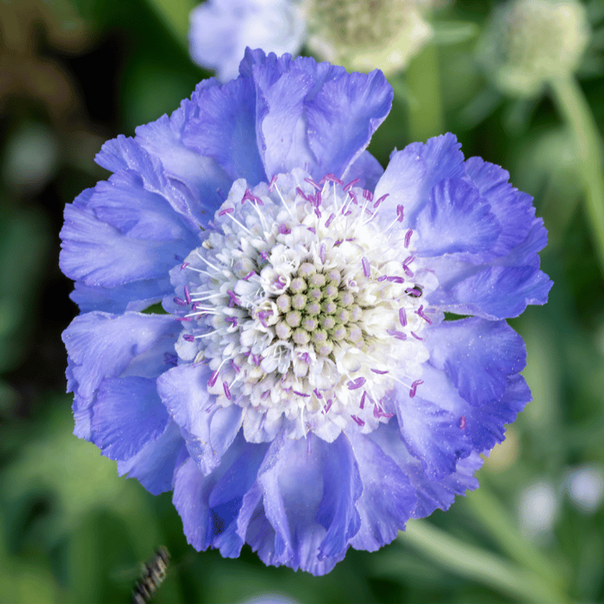 Scabiosa columbaria Blue - Galambszínű ördögszem