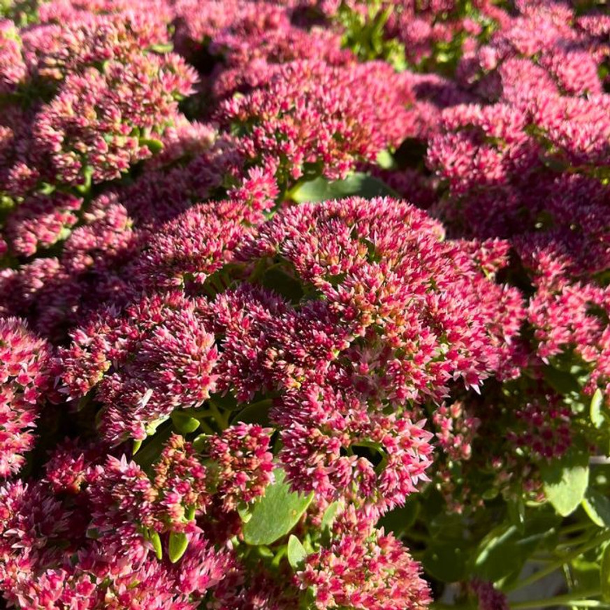 Sedum spectabile CS9 - Pompás varjúháj Sedum spectabile CS9 - Pompás varjúháj