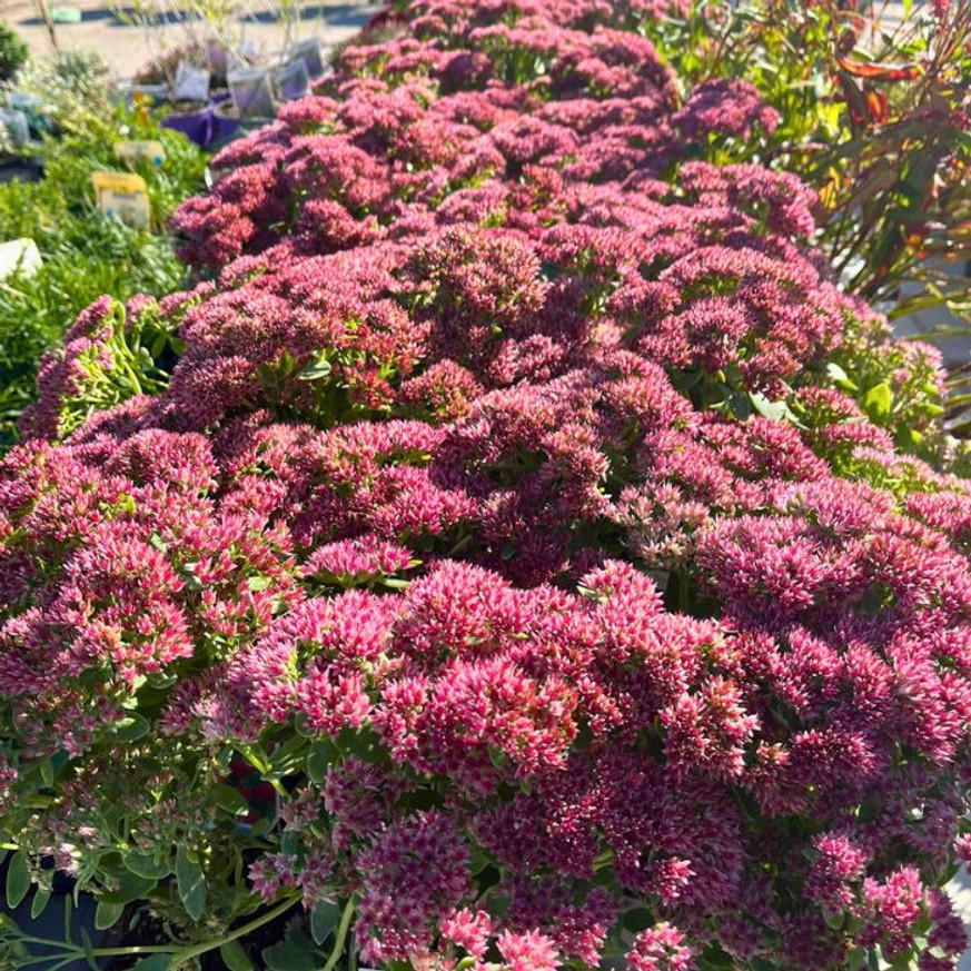 Sedum spectabile CS9 - Pompás varjúháj Sedum spectabile CS9 - Pompás varjúháj
