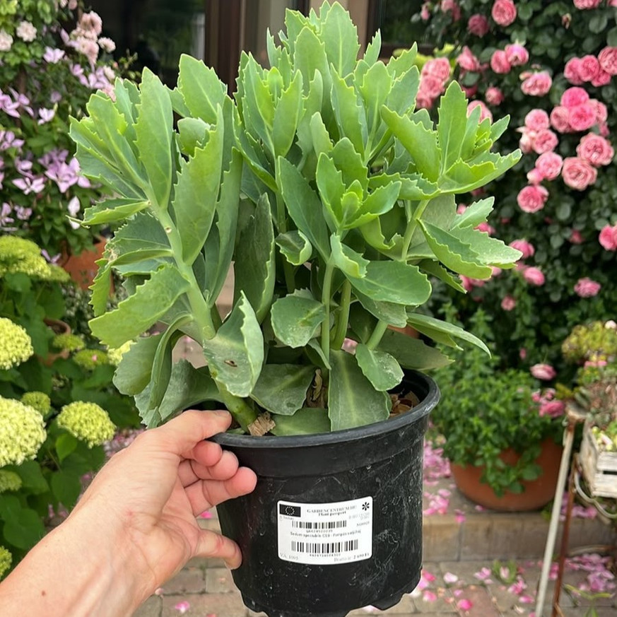 Sedum spectabile CS9 - Pompás varjúháj Sedum spectabile CS9 - Pompás varjúháj