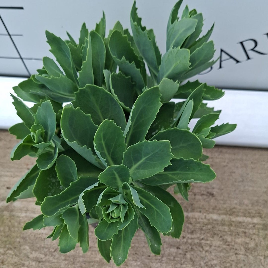 Sedum spectabile CS9 - Pompás varjúháj Sedum spectabile CS9 - Pompás varjúháj