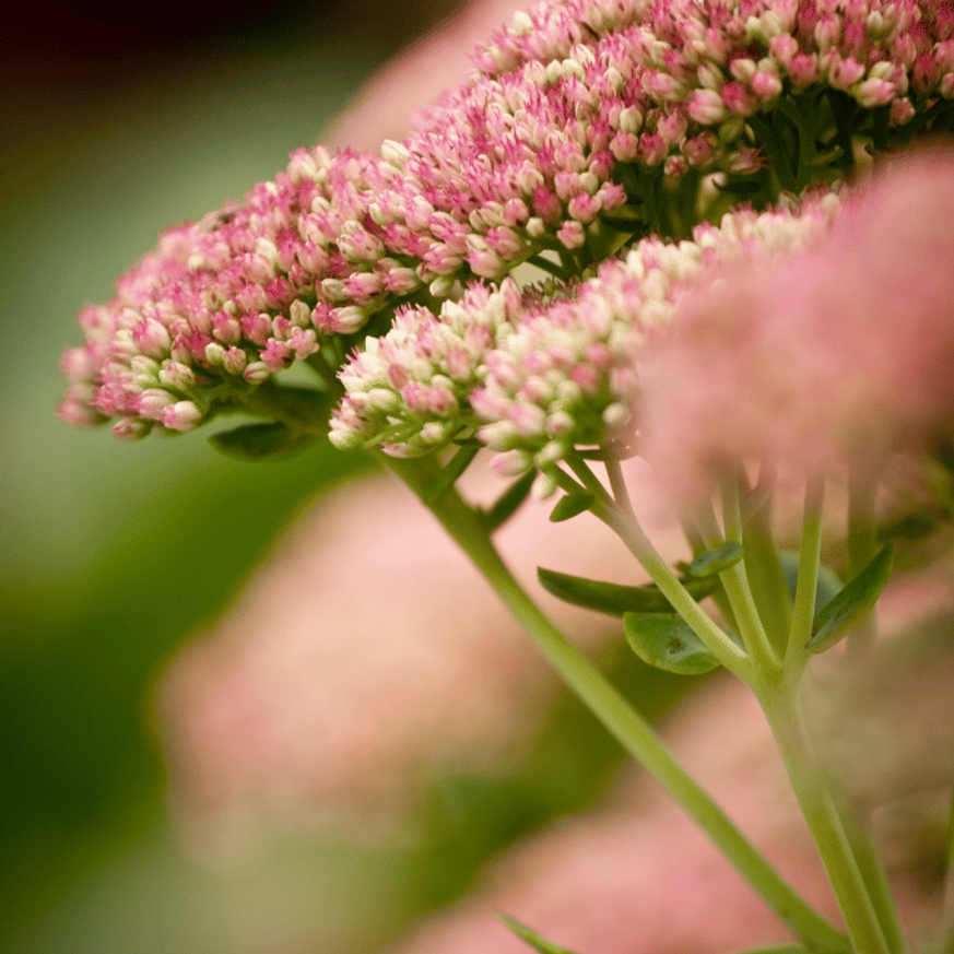 Sedum spectabile CS9 - Pompás varjúháj Sedum spectabile CS9 - Pompás varjúháj