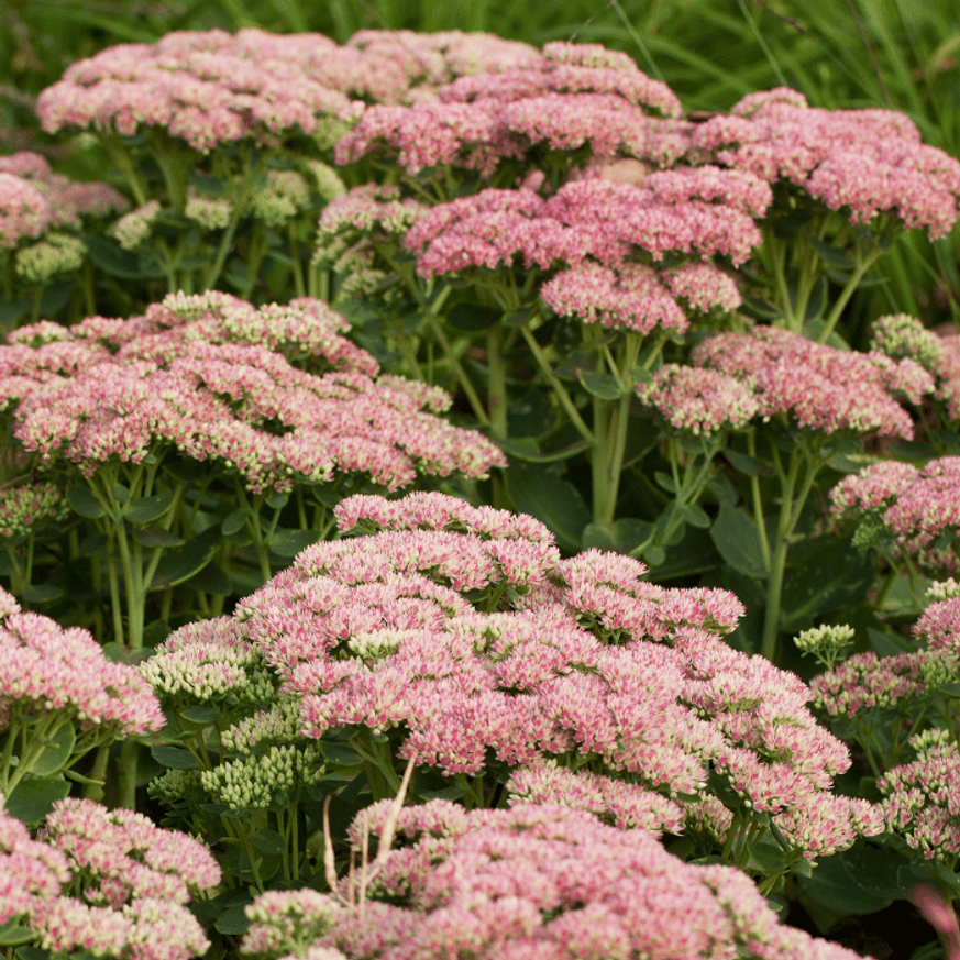 Sedum spectabile CS9 - Pompás varjúháj Sedum spectabile CS9 - Pompás varjúháj