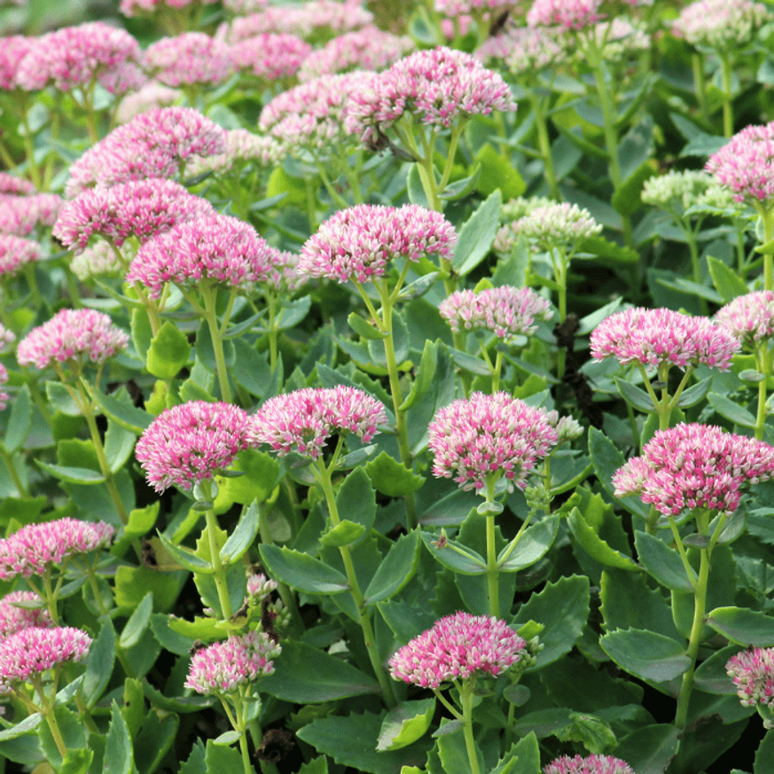 Sedum spectabile CS9 - Pompás varjúháj Sedum spectabile CS9 - Pompás varjúháj