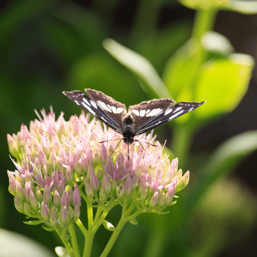 Sedum spectabile CS9 - Pompás varjúháj