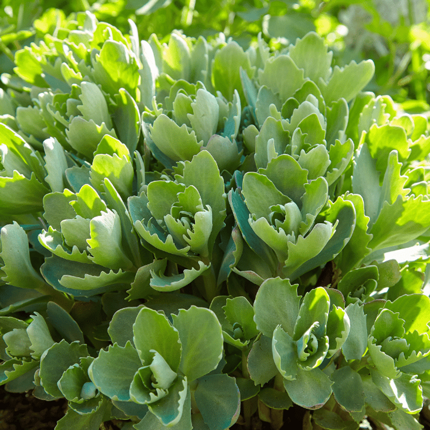 Sedum spectabile CS9 - Pompás varjúháj Sedum spectabile CS9 - Pompás varjúháj
