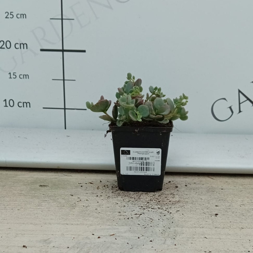 Sedum sieboldii CS9 - Októberke Sedum sieboldii CS9 - Októberke