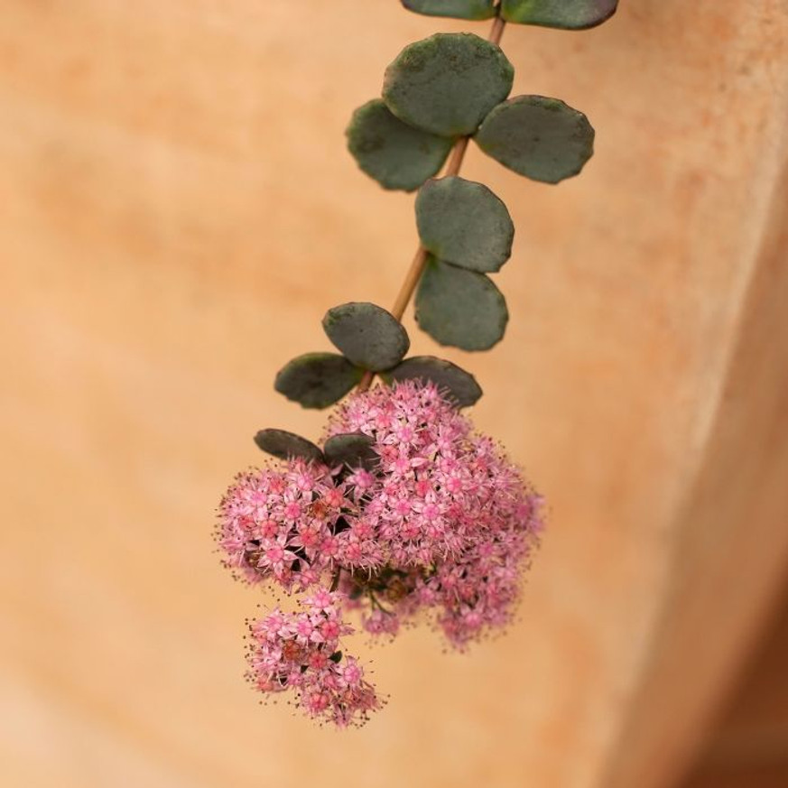 Sedum sieboldii CS9 - Októberke Sedum sieboldii CS9 - Októberke
