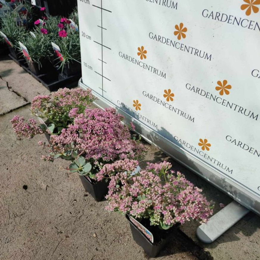 Sedum sieboldii CS9 - Októberke Sedum sieboldii CS9 - Októberke