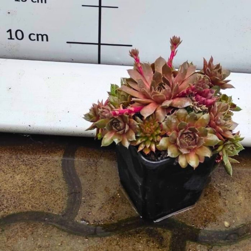 Sempervivum species CS9 - Kövirózsa Sempervivum species CS9 - Kövirózsa