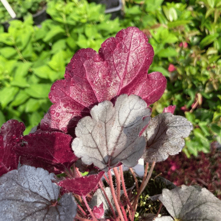 Heuchera sp - Ezüstlevelű tűzeső Heuchera sp - Ezüstlevelű tűzeső