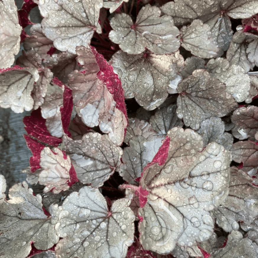 Heuchera sp - Ezüstlevelű tűzeső