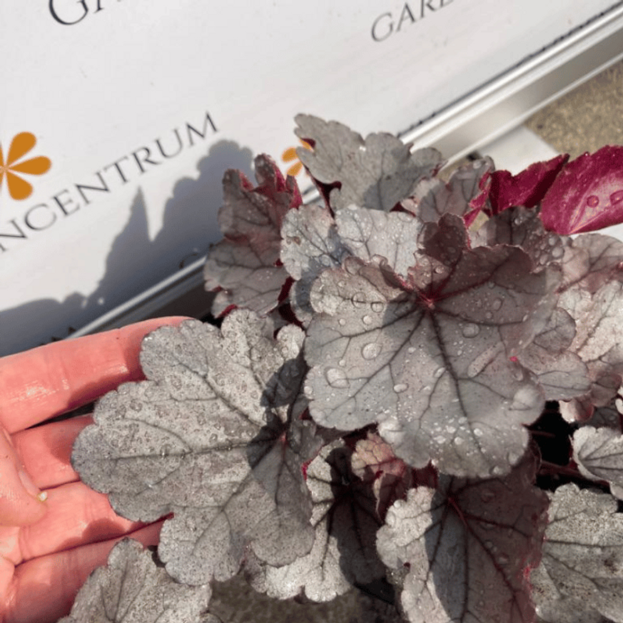 Heuchera sp - Ezüstlevelű tűzeső Heuchera sp - Ezüstlevelű tűzeső