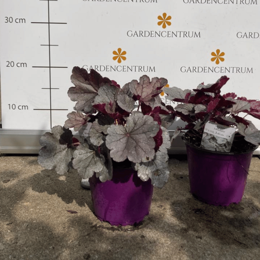 Heuchera sp - Ezüstlevelű tűzeső Heuchera sp - Ezüstlevelű tűzeső