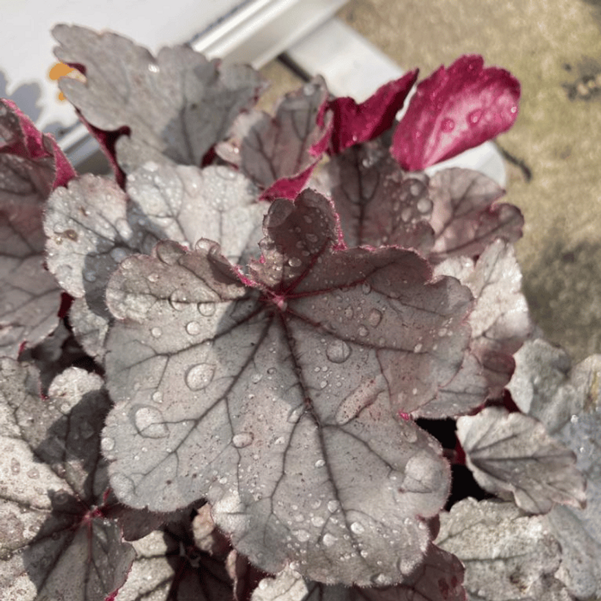 Heuchera sp - Ezüstlevelű tűzeső Heuchera sp - Ezüstlevelű tűzeső