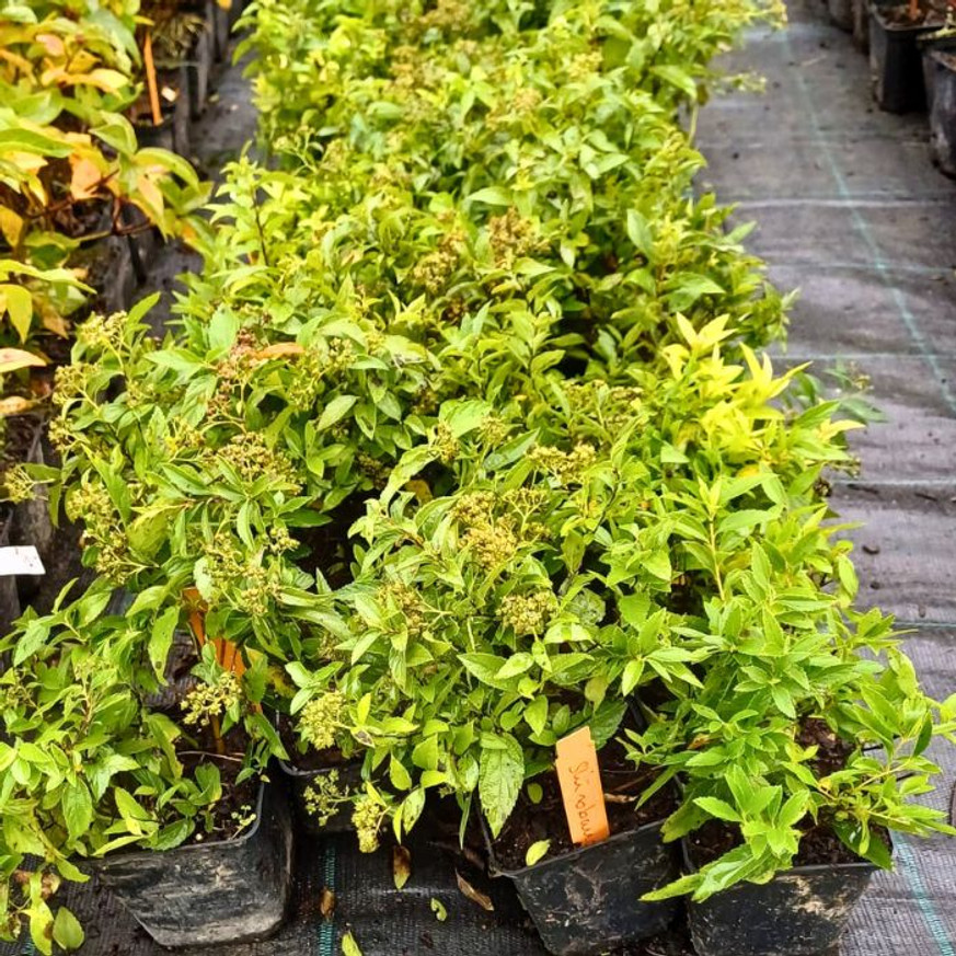 Spiraea japonica Shirobana CS9 - Japán gyöngyvessző